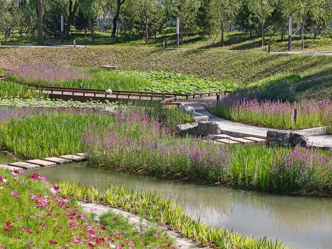 海淀北部再添滨水公园!实拍—— 海淀北部再添滨水公园!实拍——