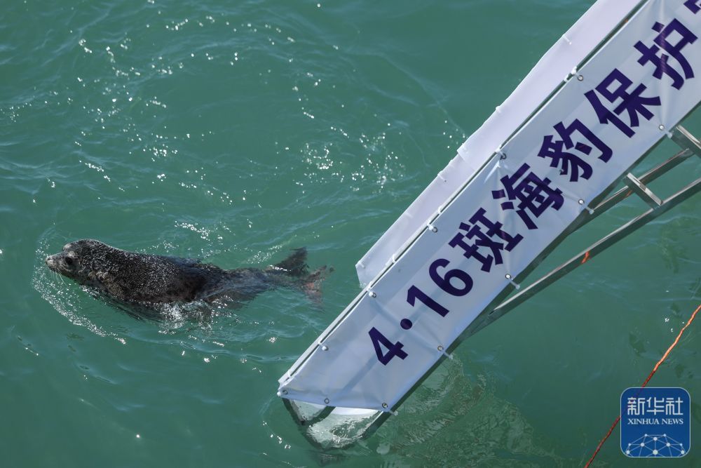 西太平洋斑海豹回家
