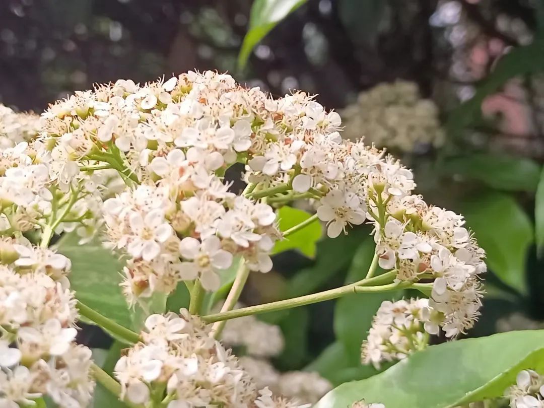 石楠花这么"楠"闻，为何还要种这么多？