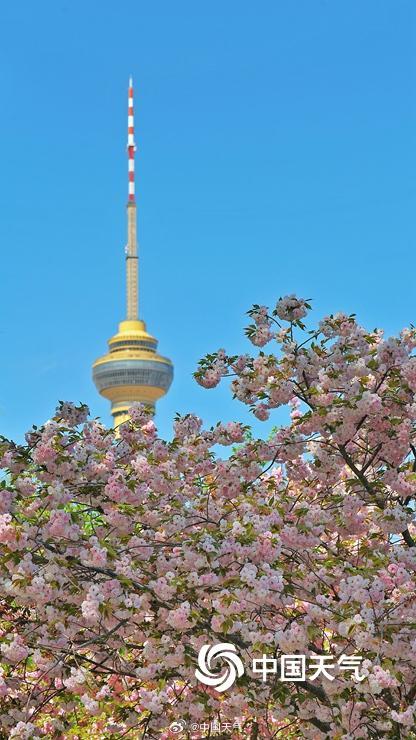 蓝天下北京玉渊潭晚樱盛开 与中央电视塔同框上演极致浪漫
