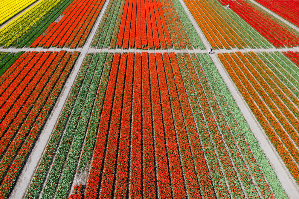 荷兰:郁金香盛放 荷兰:郁金香盛放