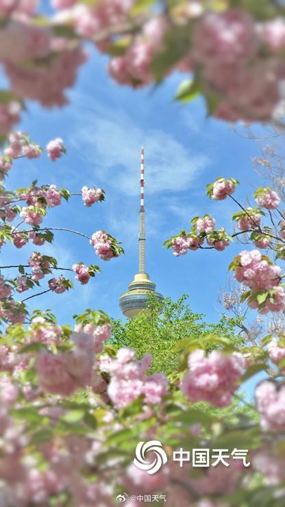 蓝天下北京玉渊潭晚樱盛开 与中央电视塔同框上演极致浪漫