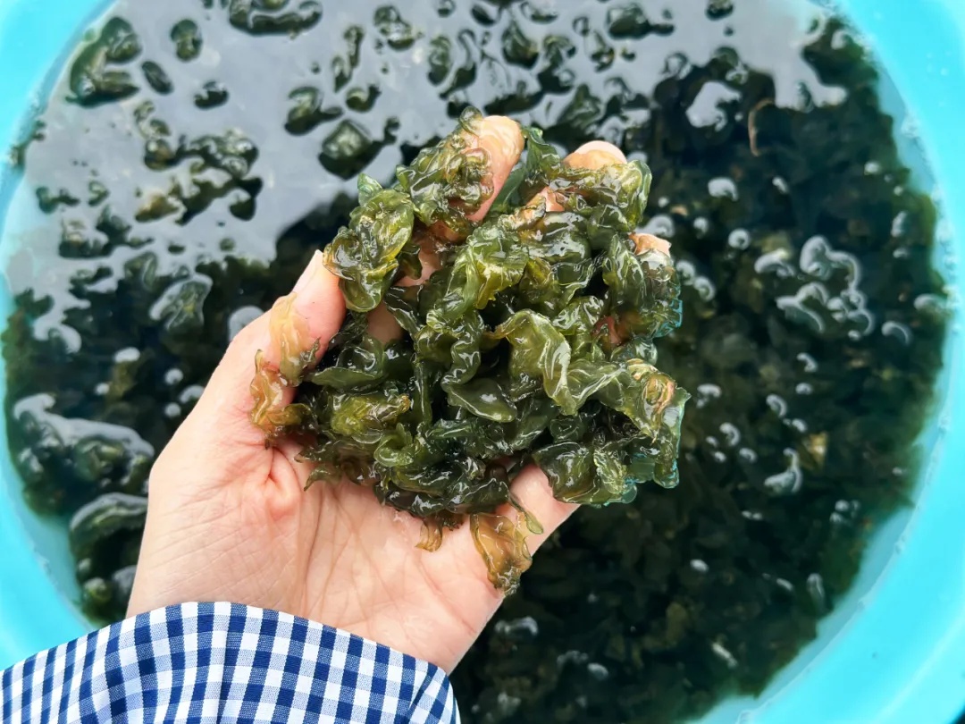 140元/斤!雨后大量出现!很多阜阳人小时候常捡来吃 140元/斤!雨后大量出现!很多阜阳人小时候常捡来吃