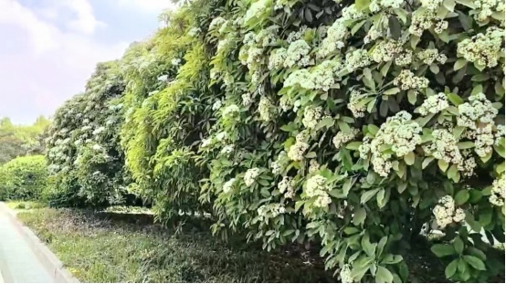 石楠花这么"楠"闻，为何还要种这么多？
