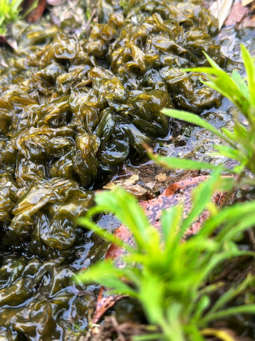 140元/斤!雨后大量出现!很多阜阳人小时候常捡来吃 140元/斤!雨后大量出现!很多阜阳人小时候常捡来吃