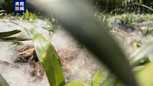 毛毛毛来袭!千万别去惹“火”它 毛毛毛来袭!千万别去惹“火”它