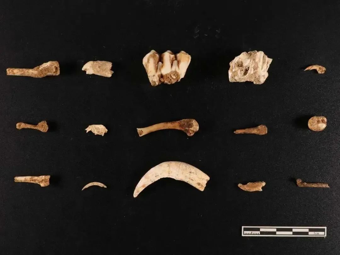 距今三四万年!柳州重大考古发现,比肩北京周口店,位置就在→ 距今三四万年!柳州重大考古发现,比肩北京周口店,位置就在→