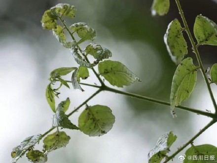 成都街头现大量柳絮状白色飞虫 你看到过没？