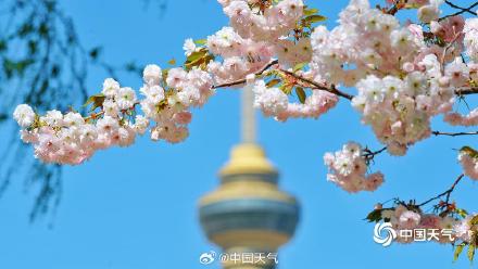 蓝天下北京玉渊潭晚樱盛开 与中央电视塔同框上演极致浪漫