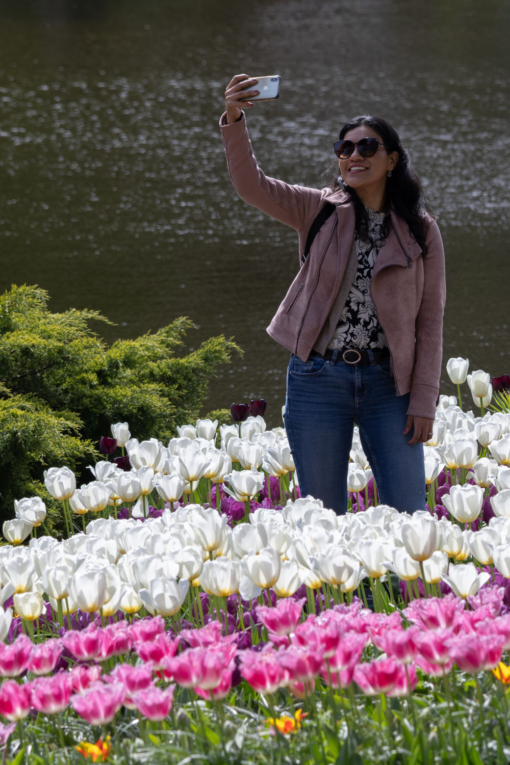 荷兰:郁金香盛放 荷兰:郁金香盛放