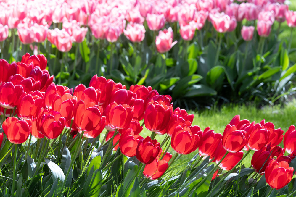 荷兰:郁金香盛放 荷兰:郁金香盛放