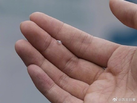 成都街头现大量柳絮状白色飞虫 你看到过没？