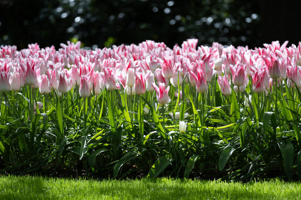 荷兰:郁金香盛放 荷兰:郁金香盛放