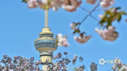 蓝天下北京玉渊潭晚樱盛开 与中央电视塔同框上演极致浪漫