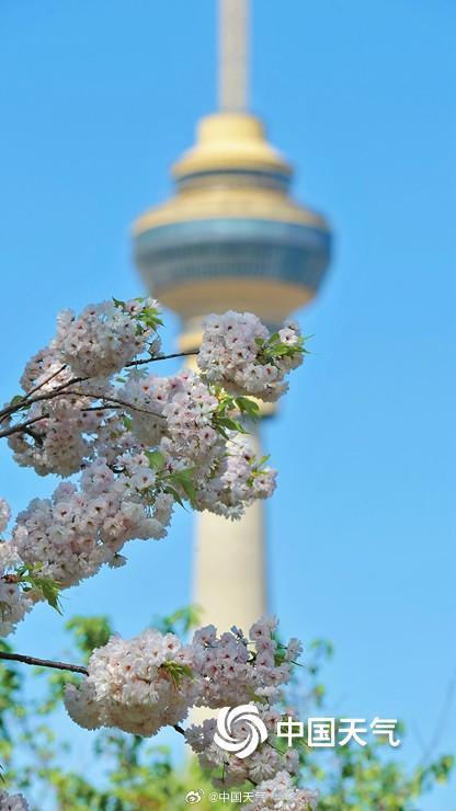 蓝天下北京玉渊潭晚樱盛开 与中央电视塔同框上演极致浪漫