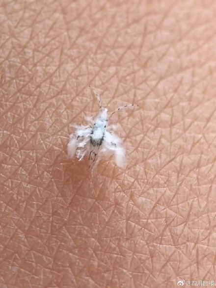 成都街头现大量柳絮状白色飞虫 你看到过没？