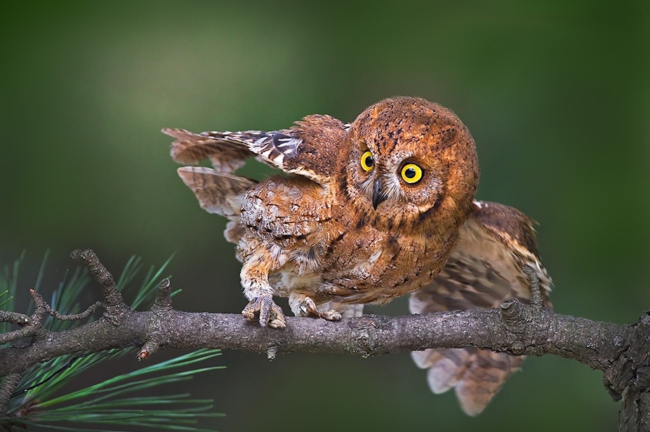 个子不大,脾气不小!民警救助国家二级保护动物红角鸮 个子不大,脾气不小!民警救助国家二级保护动物红角鸮
