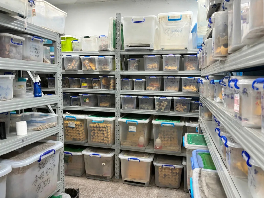 一高校研究用蟑螂治病救人!网友:挺好的,拿远点... 一高校研究用蟑螂治病救人!网友:挺好的,拿远点...