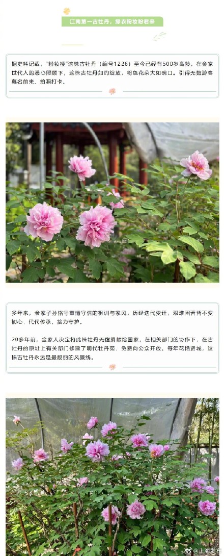 四月春日，一起欣赏上海古牡丹的美吧～
