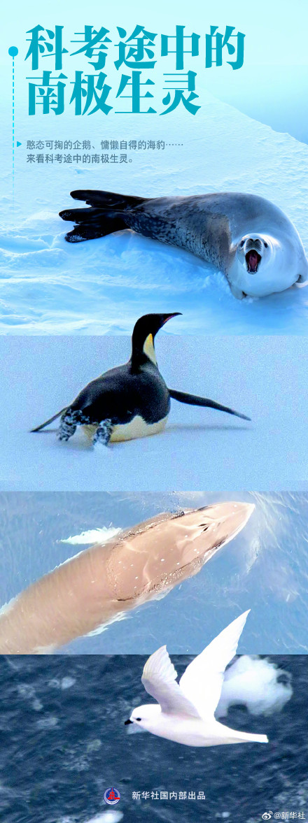 中国第40次南极考察的非凡航程