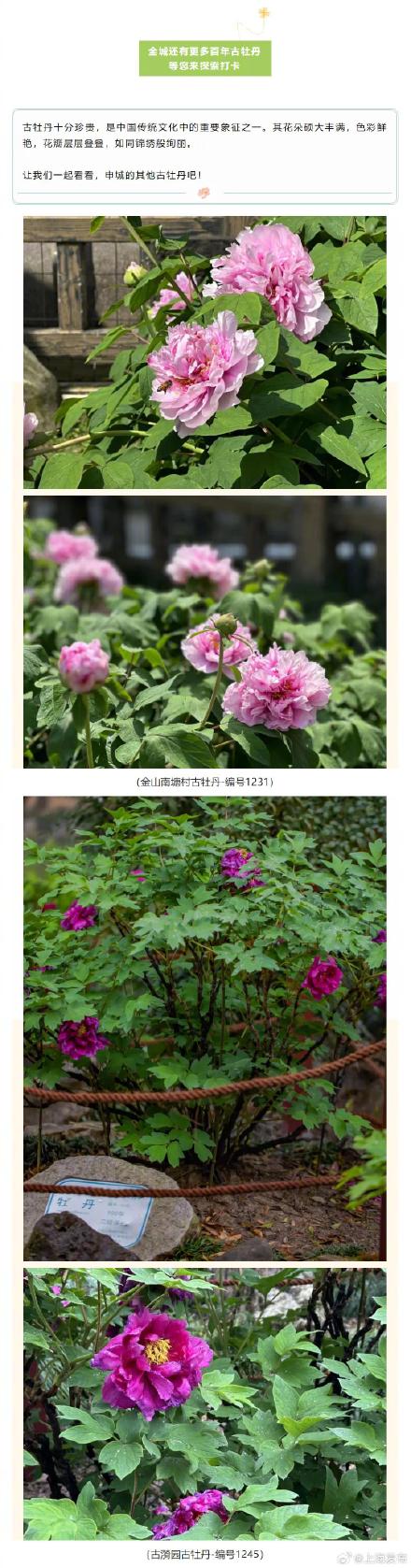 四月春日，一起欣赏上海古牡丹的美吧～