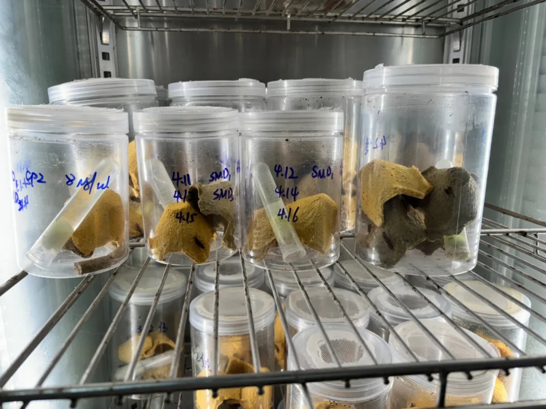 一高校研究用蟑螂治病救人!网友:挺好的,拿远点... 一高校研究用蟑螂治病救人!网友:挺好的,拿远点...