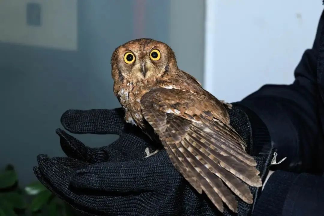 个子不大,脾气不小!民警救助国家二级保护动物红角鸮 个子不大,脾气不小!民警救助国家二级保护动物红角鸮