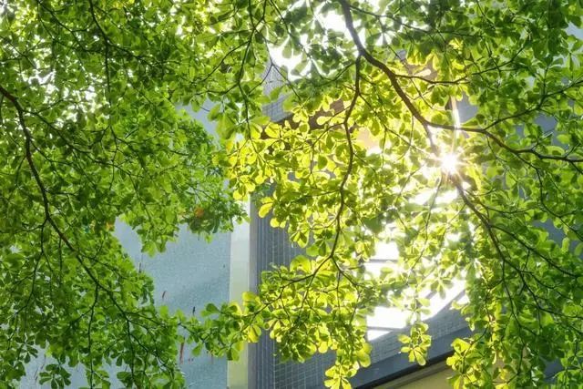 广东天气今起有变，强降水+雷电+大风+冰雹！持续到……