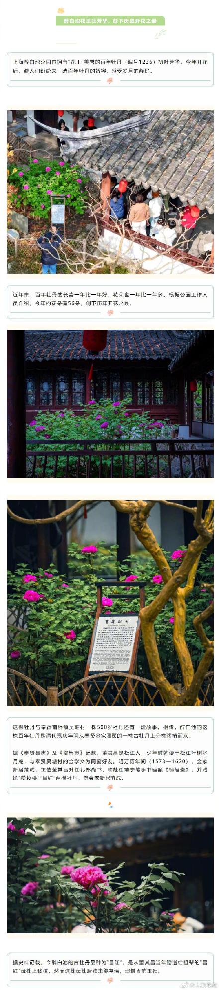 四月春日，一起欣赏上海古牡丹的美吧～