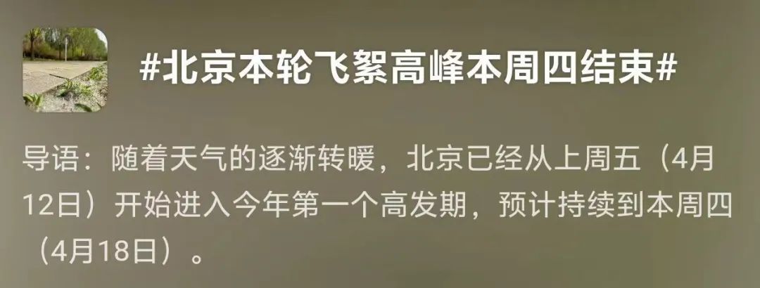 北京进入飞絮高峰期！朝阳一男子“顶峰操作”被行拘