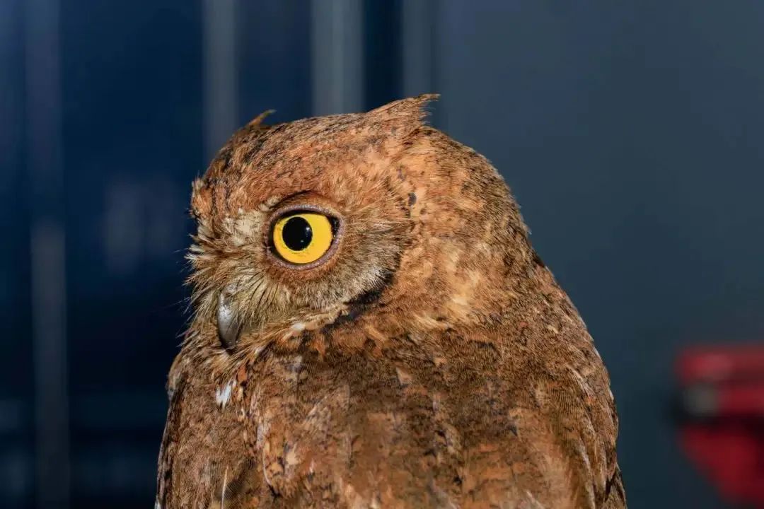 个子不大,脾气不小!民警救助国家二级保护动物红角鸮 个子不大,脾气不小!民警救助国家二级保护动物红角鸮