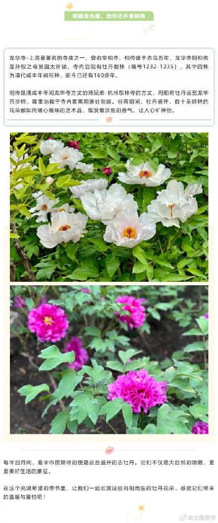 四月春日，一起欣赏上海古牡丹的美吧～