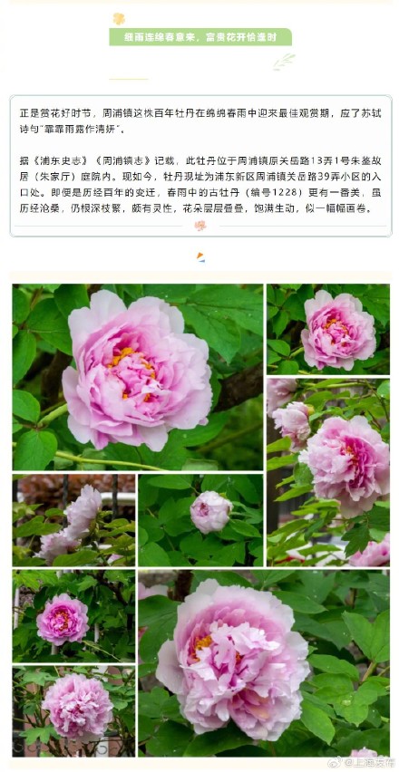 四月春日，一起欣赏上海古牡丹的美吧～