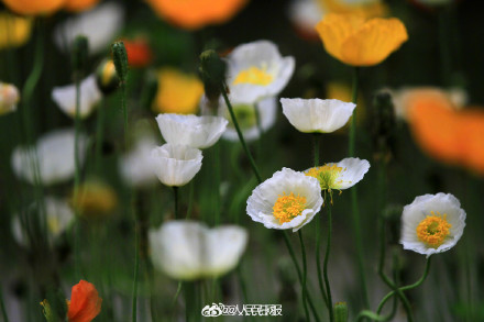 色彩缤纷!春日虞美人盛放宛若油画 色彩缤纷!春日虞美人盛放宛若油画