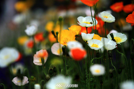 色彩缤纷!春日虞美人盛放宛若油画 色彩缤纷!春日虞美人盛放宛若油画