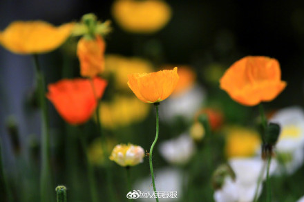 色彩缤纷!春日虞美人盛放宛若油画 色彩缤纷!春日虞美人盛放宛若油画