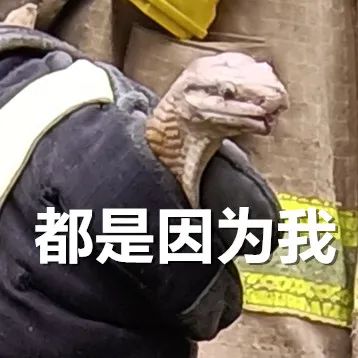 家中断电，男子打开配电箱：藏着1.3米的“大家伙”！