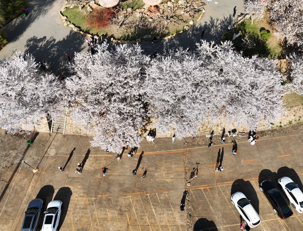 龙王塘看樱花