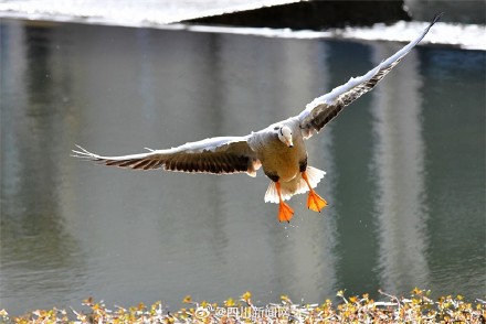 青川乔庄河现国家一级保护动物斑头雁 青川乔庄河现国家一级保护动物斑头雁