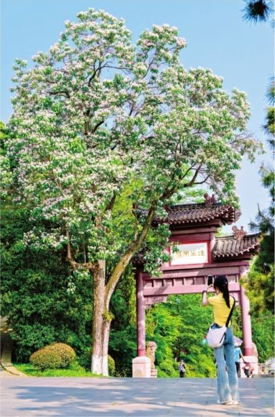 “百木之王”楸树繁花满枝 黄鹤楼公园、铁机路等处都能观赏
