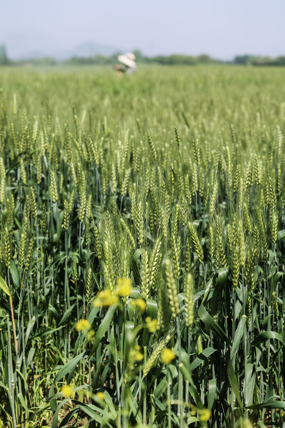 谷雨时节万亩麦田植保忙 谷雨时节万亩麦田植保忙