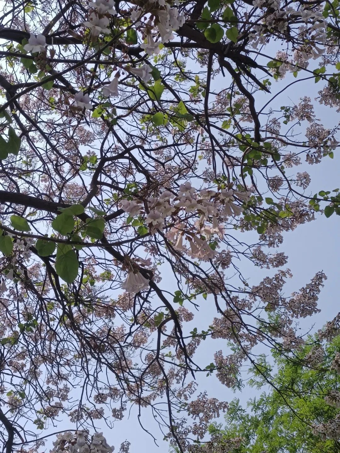 阵雨或雷阵雨+降温10℃！今晚起，河北大范围雨水上线……