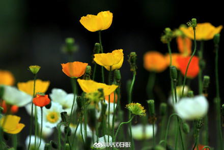 色彩缤纷!春日虞美人盛放宛若油画 色彩缤纷!春日虞美人盛放宛若油画