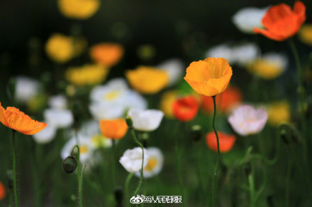 色彩缤纷!春日虞美人盛放宛若油画 色彩缤纷!春日虞美人盛放宛若油画