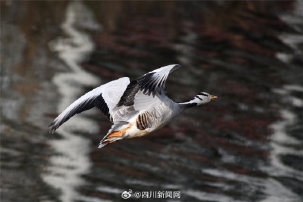 青川乔庄河现国家一级保护动物斑头雁 青川乔庄河现国家一级保护动物斑头雁