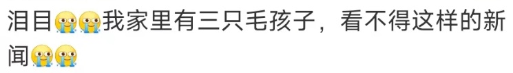 “猫咪撑到主人回家咬着衣角离世”冲上热搜，宠物回馈给人们的不仅仅是陪伴……