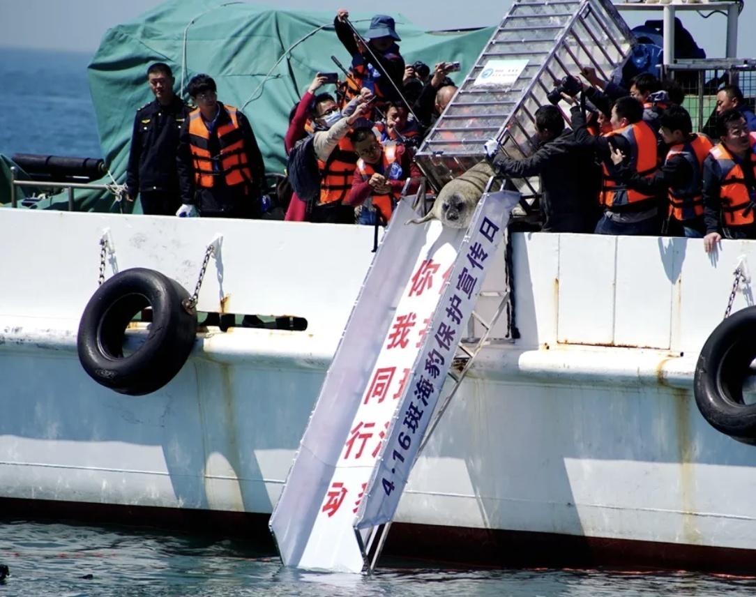 10头斑海豹重返大海！揭秘放归前的野化训练