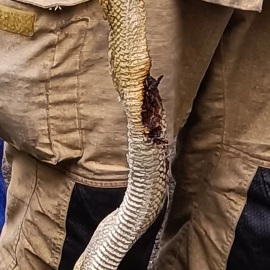 家中断电，男子打开配电箱：藏着1.3米的“大家伙”！