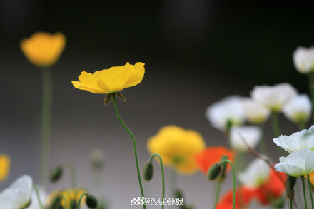 色彩缤纷!春日虞美人盛放宛若油画 色彩缤纷!春日虞美人盛放宛若油画