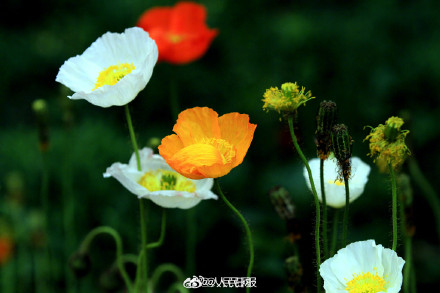 色彩缤纷!春日虞美人盛放宛若油画 色彩缤纷!春日虞美人盛放宛若油画